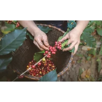 Gardelli Cignobianco (Brazília / Rwanda) 250g