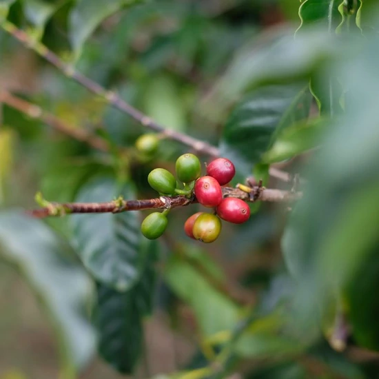 The Barn Spring Coffee, 250g 