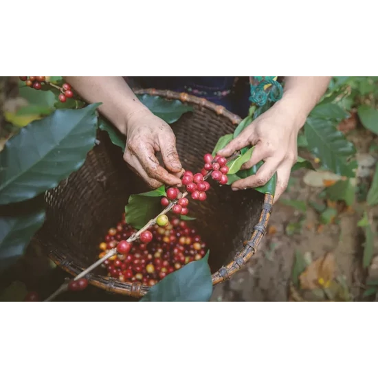 Gardelli Cignobianco (Brazília / Rwanda) 250g